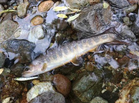 雨の谷でイワナ釣り